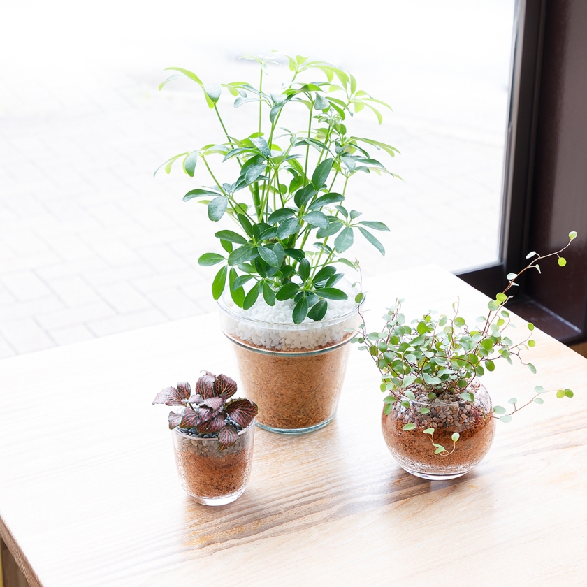 その他観葉植物 moomooo Amazon｜ガジュマル 観葉植物 本物 虫がわかない FUK GREEN 室内