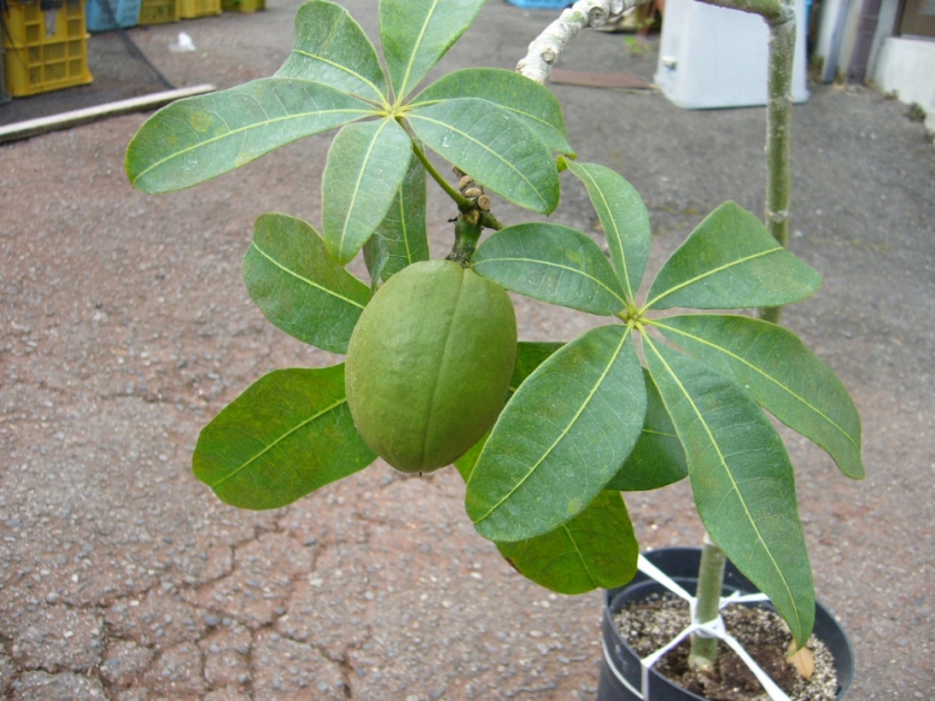 パキラ 植物辞典 三浦園芸